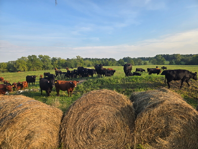 Ohio farmers need help after tariffs, foreign competition bring big struggles